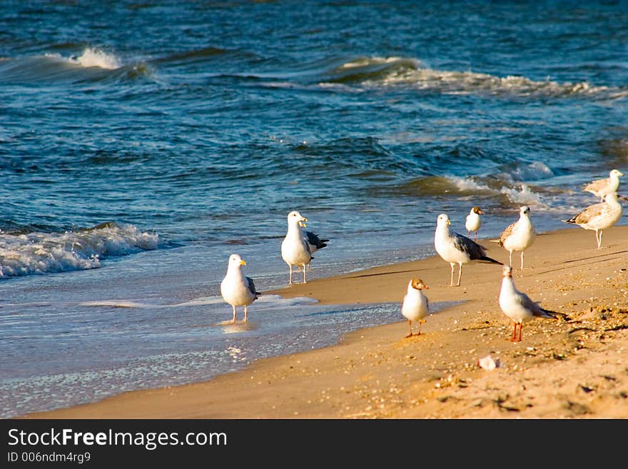 Seagull