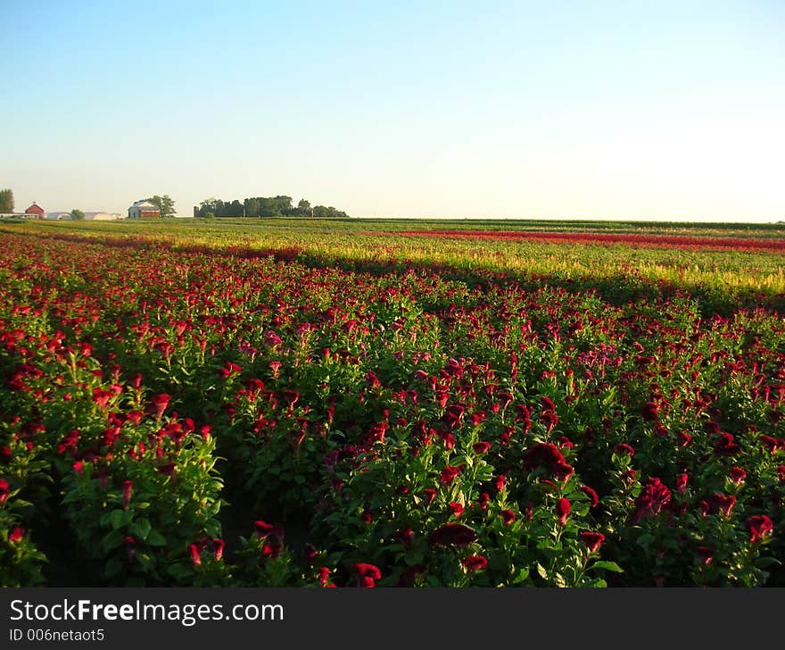 A field of flowers being cultivated in a farm in Illinois. A field of flowers being cultivated in a farm in Illinois.