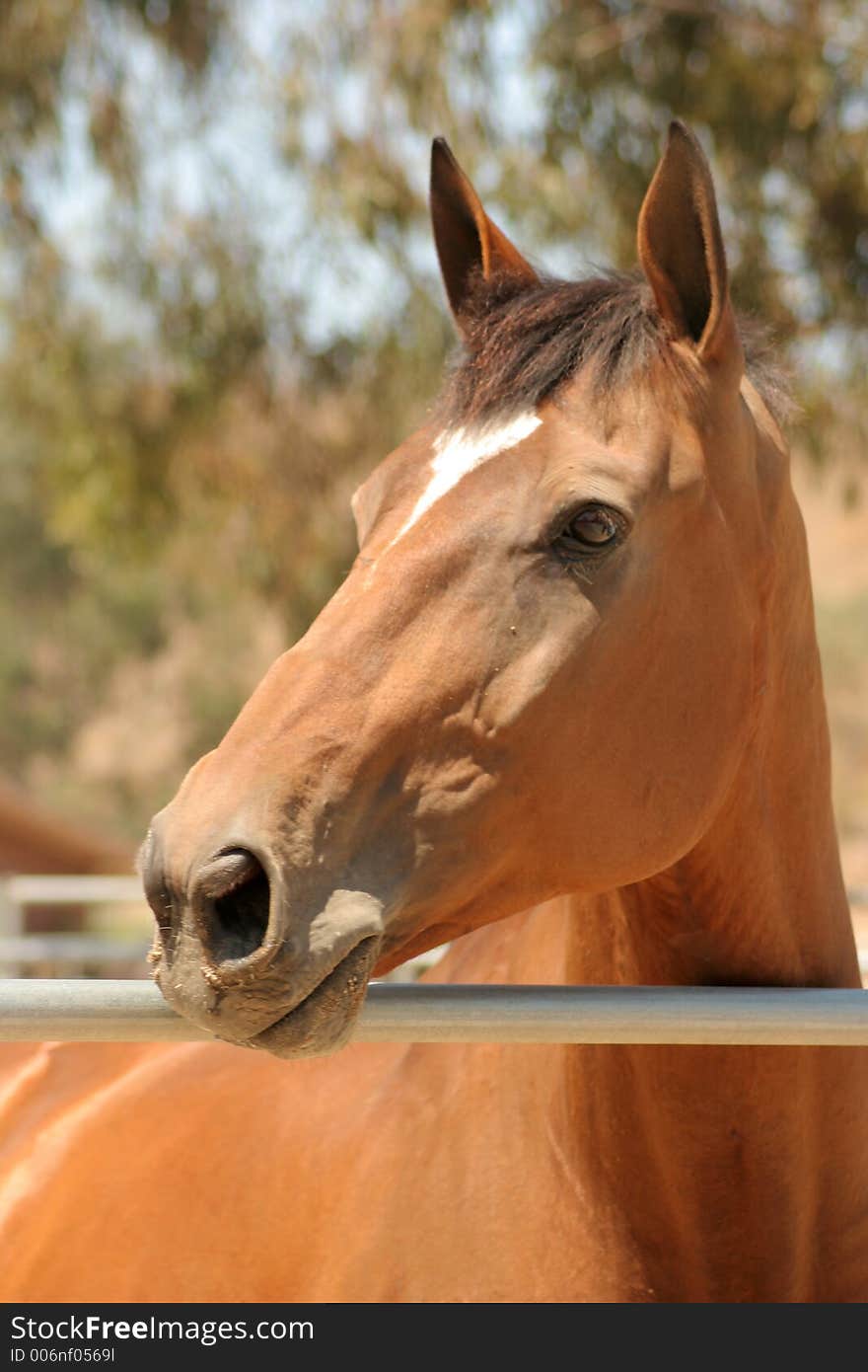 Horse Headshot