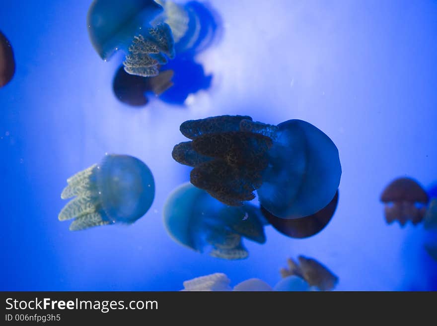 Group of Jelly Fish