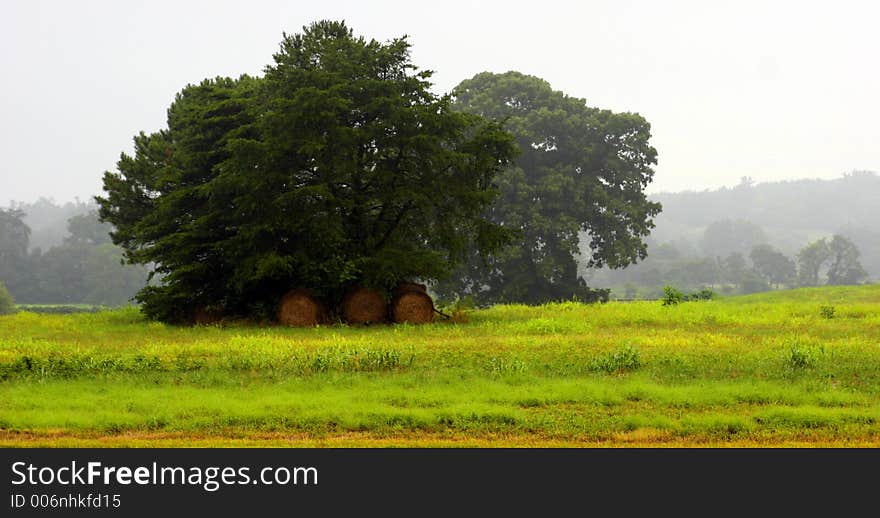 Three hay bails under a tree in the early morning. Three hay bails under a tree in the early morning