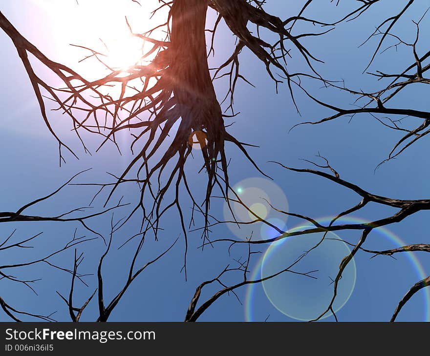 A forest of winter trees. A forest of winter trees.