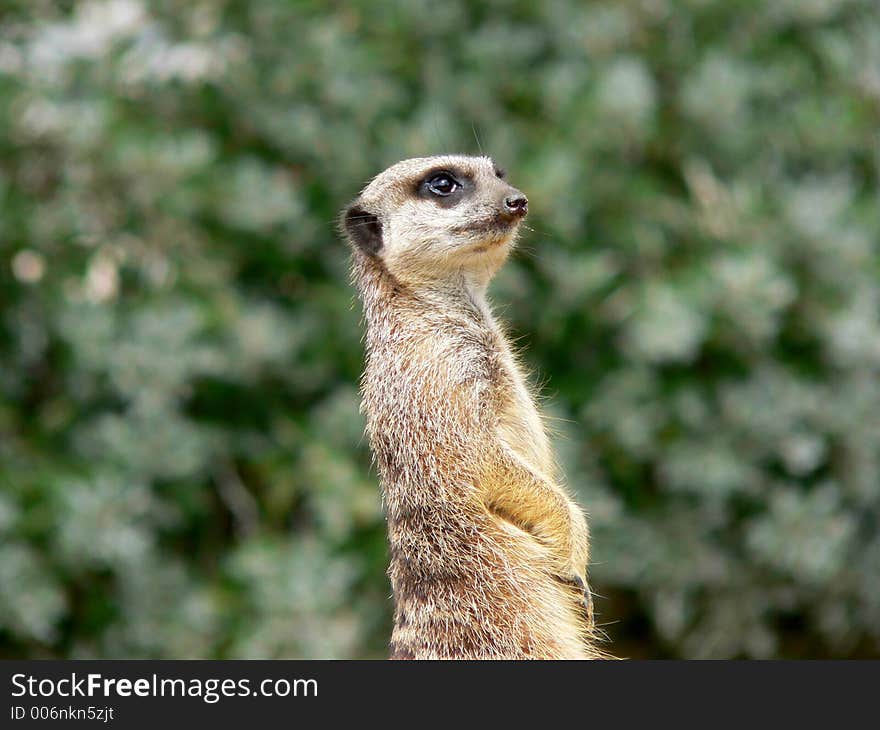 Meerkat