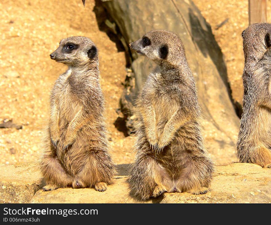 Meerkat family. Meerkat family.