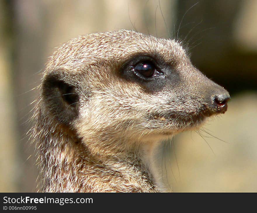 Meerkat profile. Looking alert for predetors.