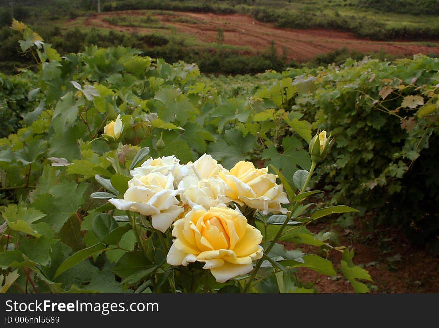 Yellow roses in a vineyard