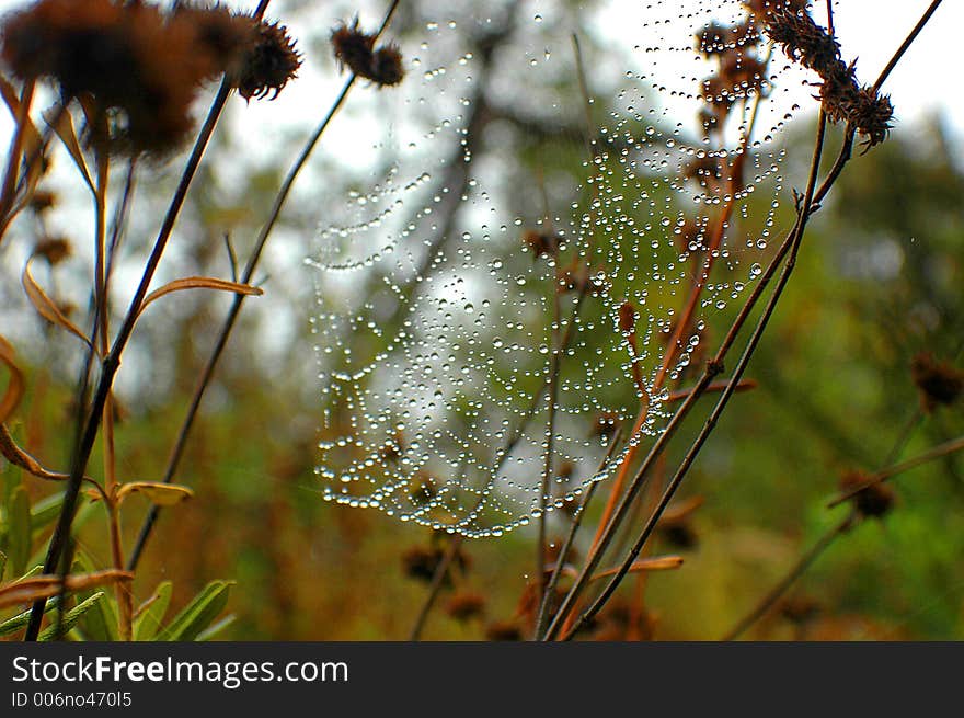 Water dropd on the spider web after the rain. Water dropd on the spider web after the rain