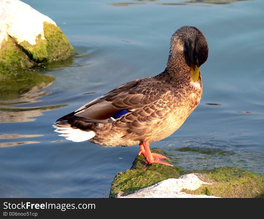 Wild duck in the pond