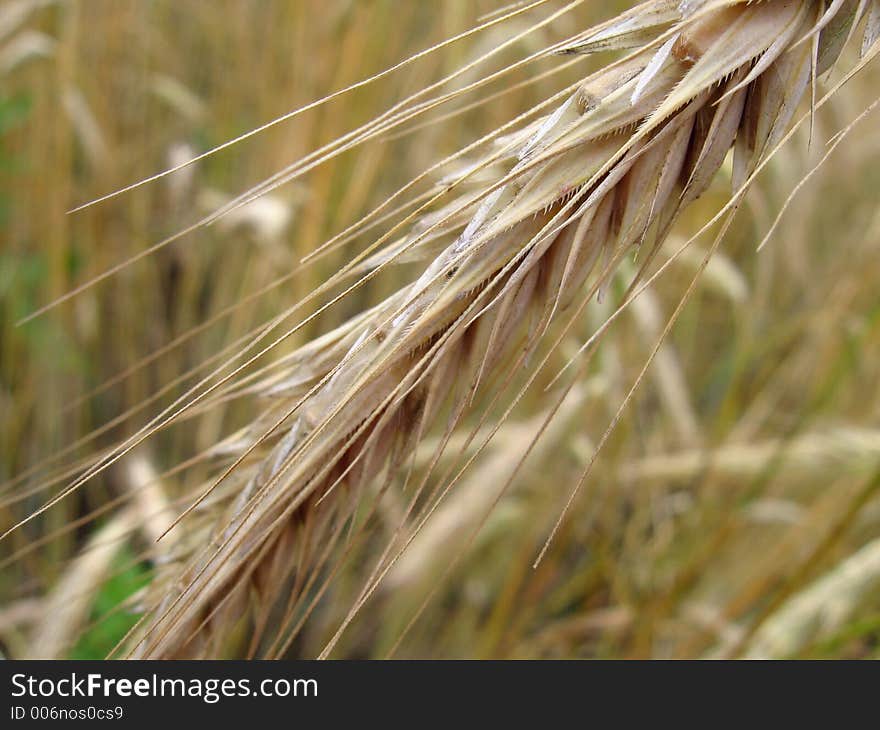 Yellow rye spikelet macro