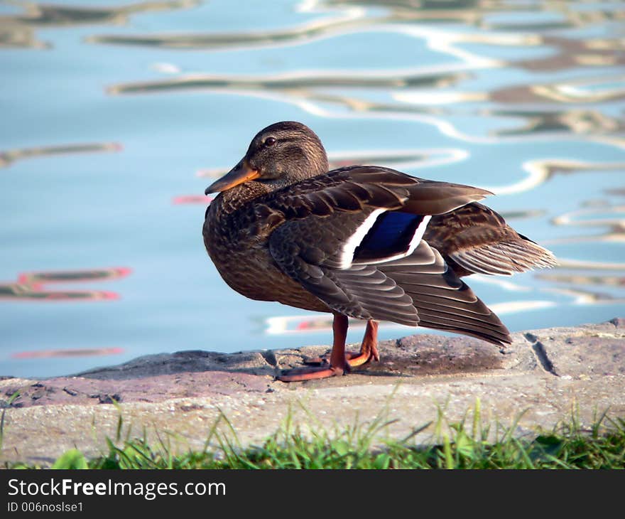 Wild duck in the pond