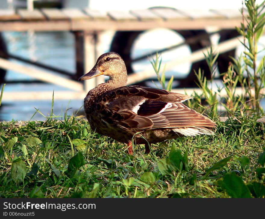 Lonely wild duck