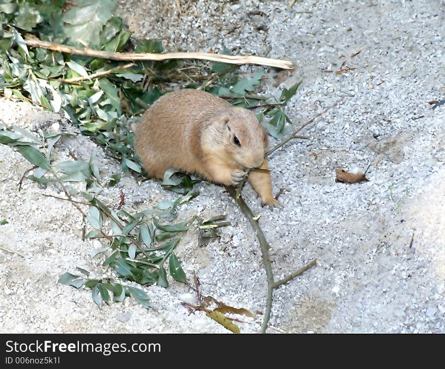 Prairie dog