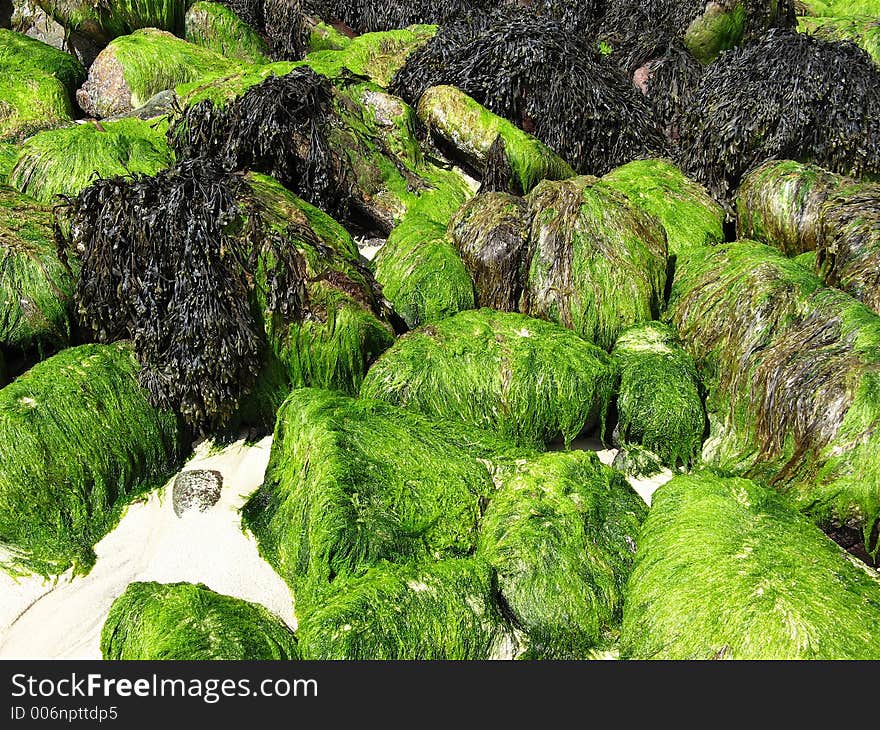 Seaweed rocks