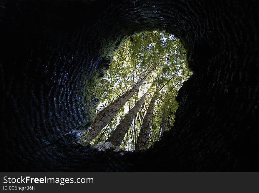 Redwood trees thru stump