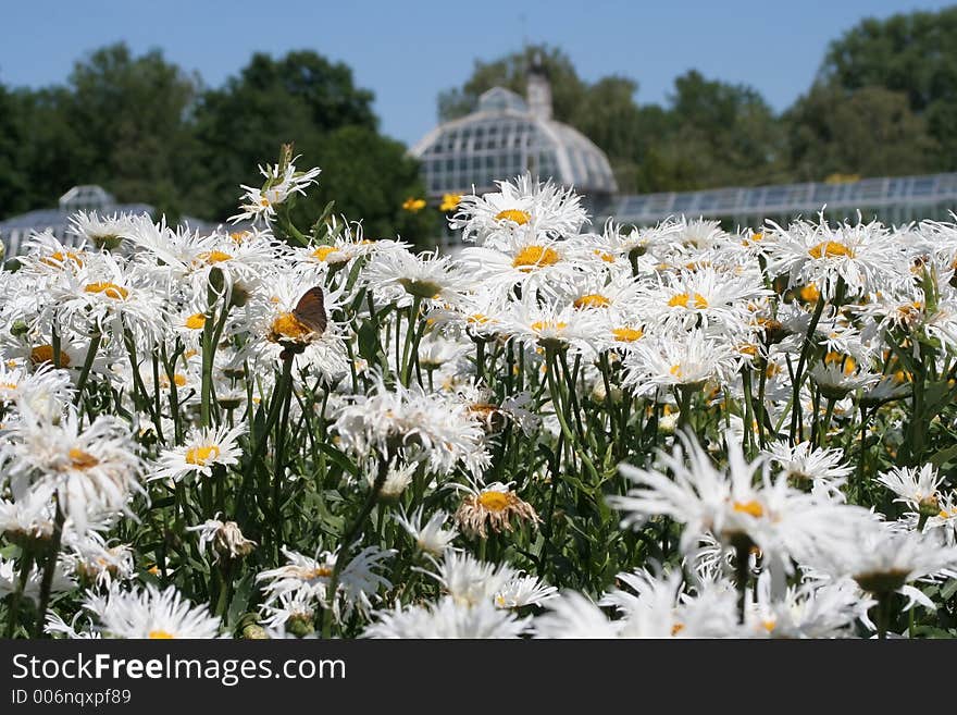 Marguerites in the botanical gardens