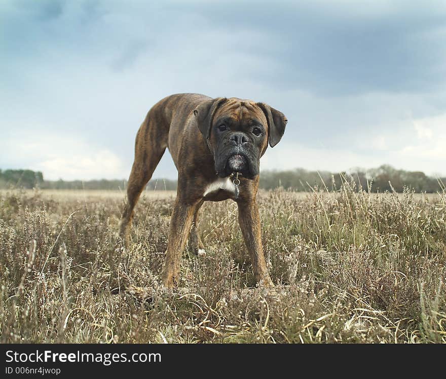 Boxer dog in the forest. Boxer dog in the forest