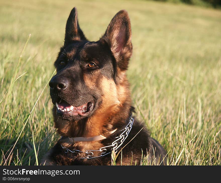 German Shepard