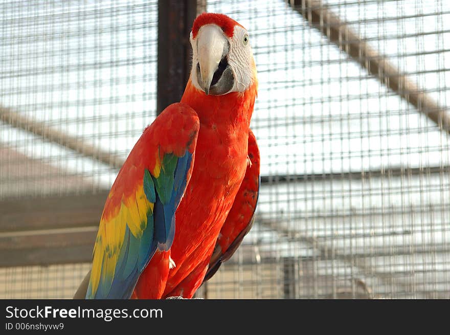 Macaw at the zoo