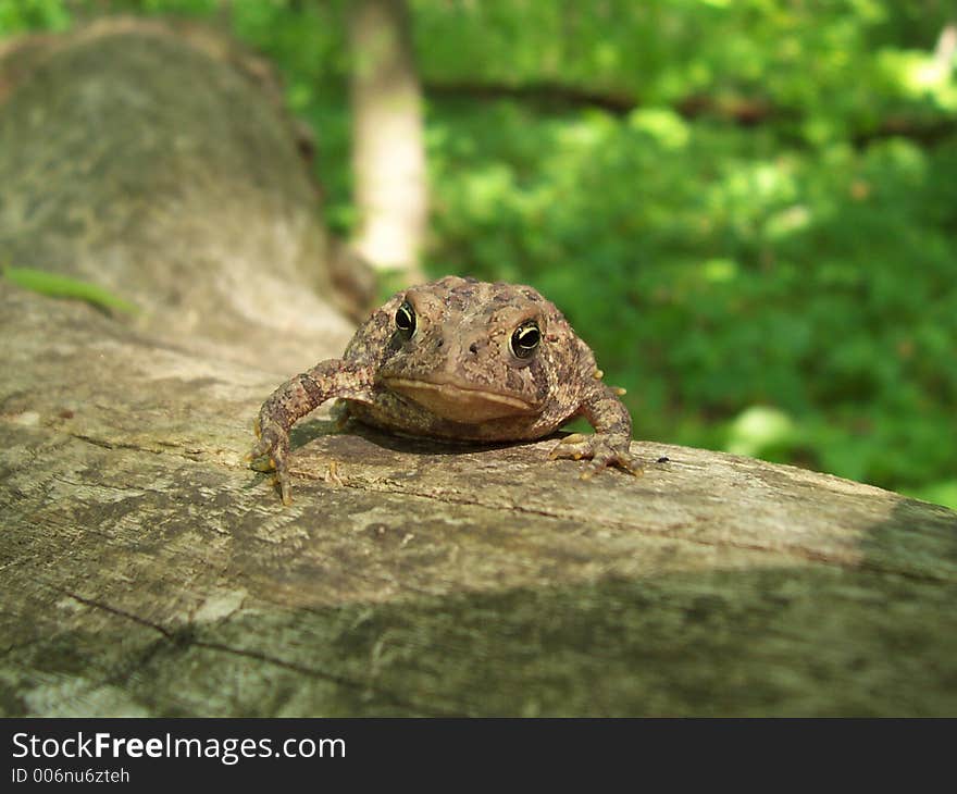 Toad on a log