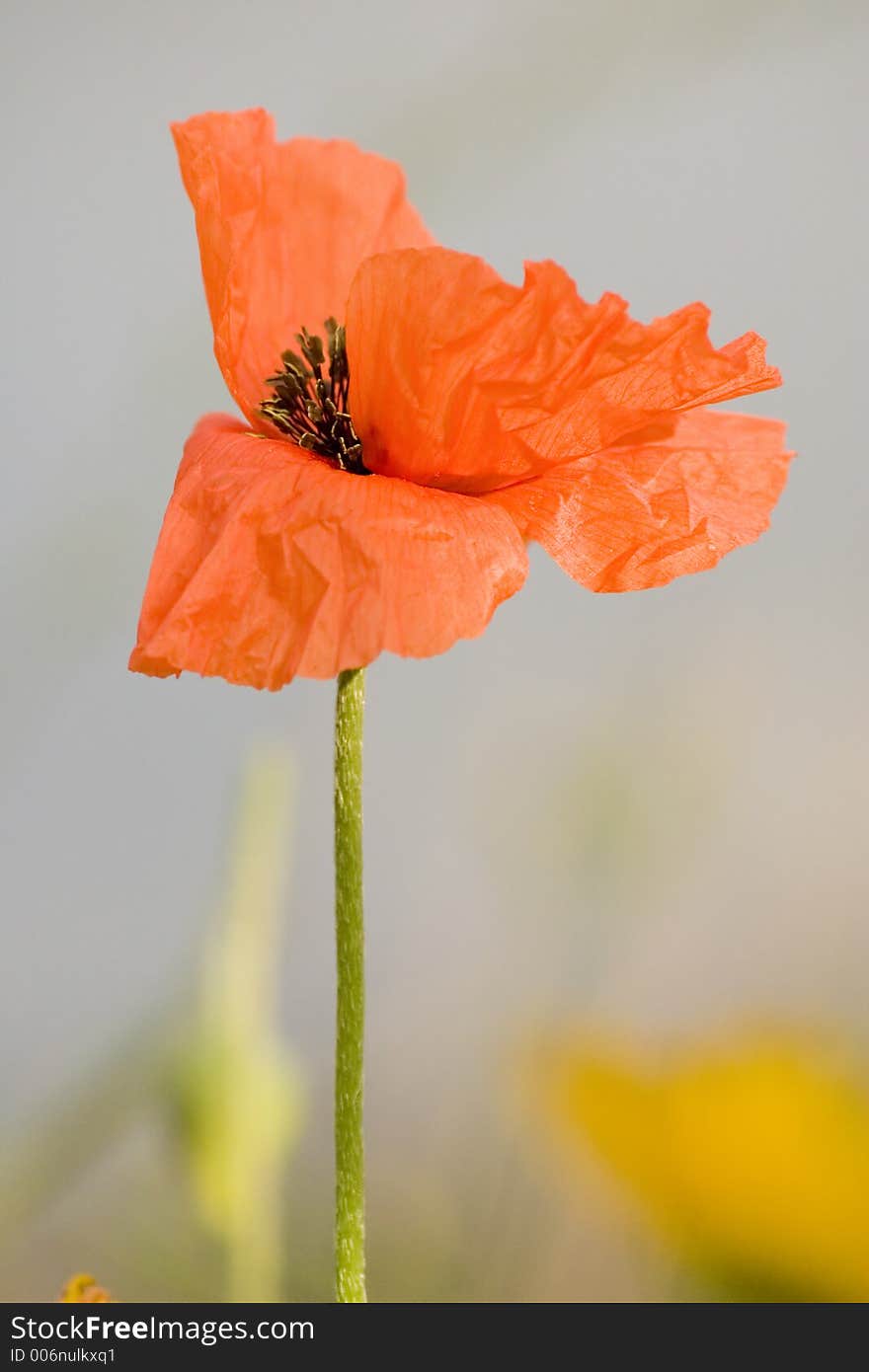 Close-up pf a poppy. Close-up pf a poppy