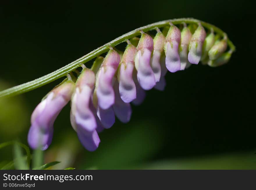 Purple Vetch