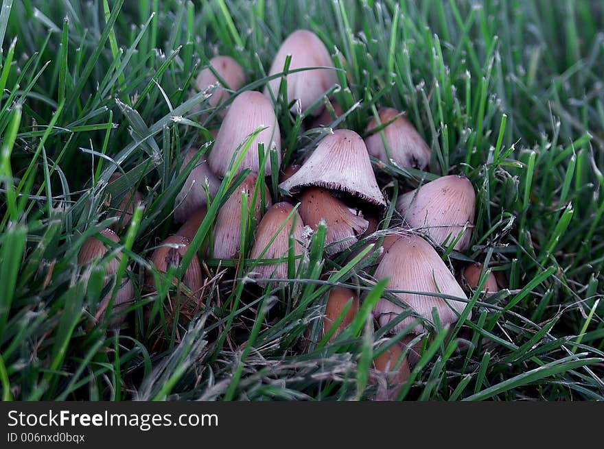 Mushrooms In Grass