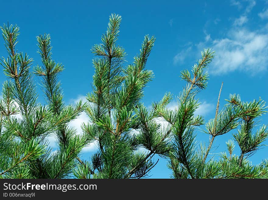 Green needles of fur-trees on a background of the sky. Green needles of fur-trees on a background of the sky