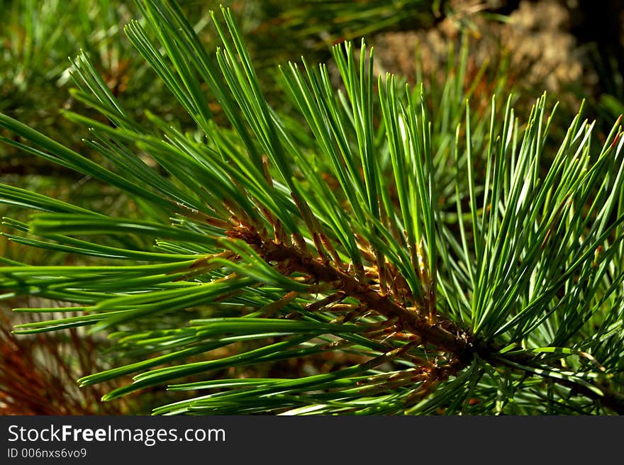 Fur-tree branch. Fur-tree branch