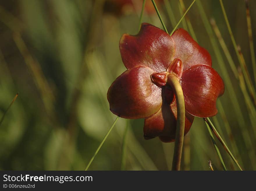 The waxy red flower of a pitcher plant. The waxy red flower of a pitcher plant.