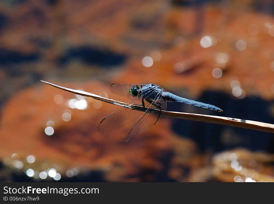 Blue Dragonfly