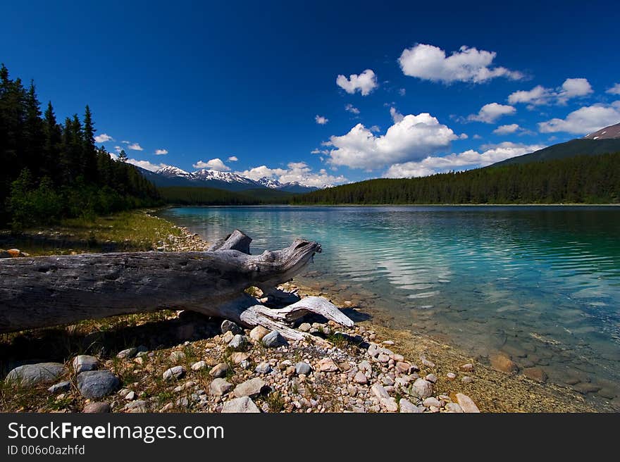 An old tree decorates the shores of a beautiful lake. An old tree decorates the shores of a beautiful lake.