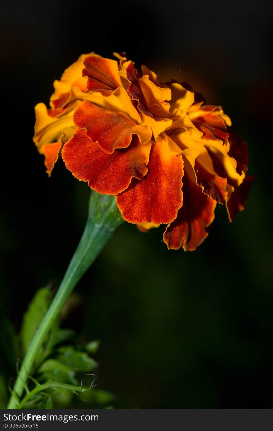 Marigold