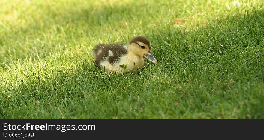 Baby Duck 2