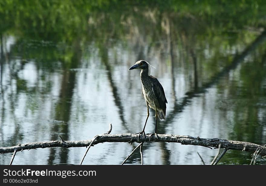 Black headed night heron standing on the branch