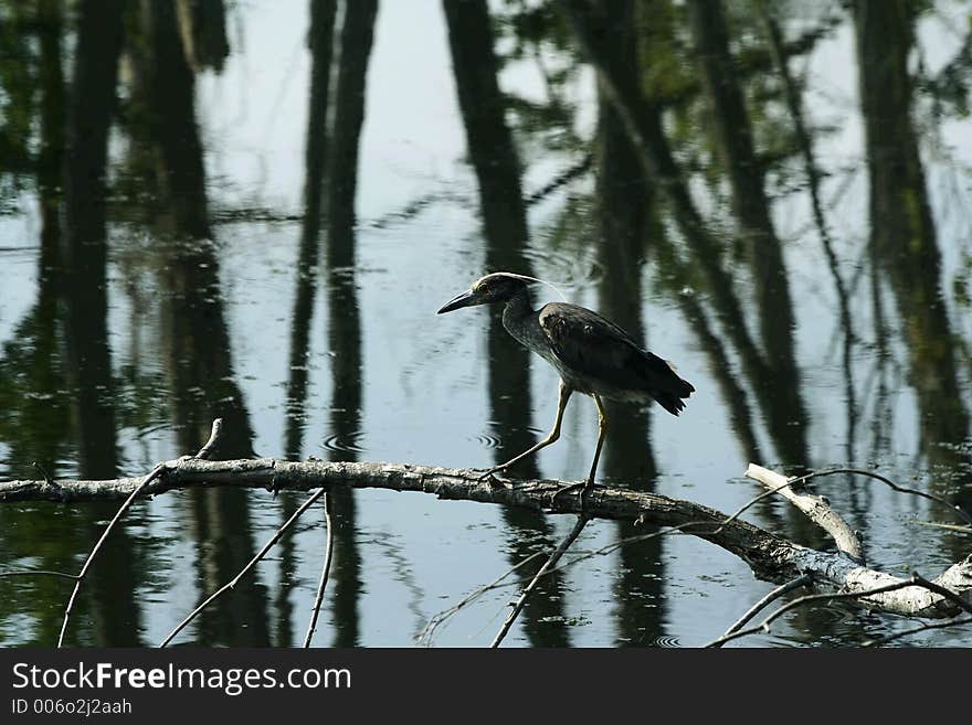 Black Headed Night Heron Walking