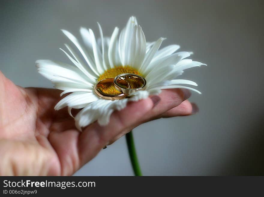 Two wedding rings in the centre of a camomile