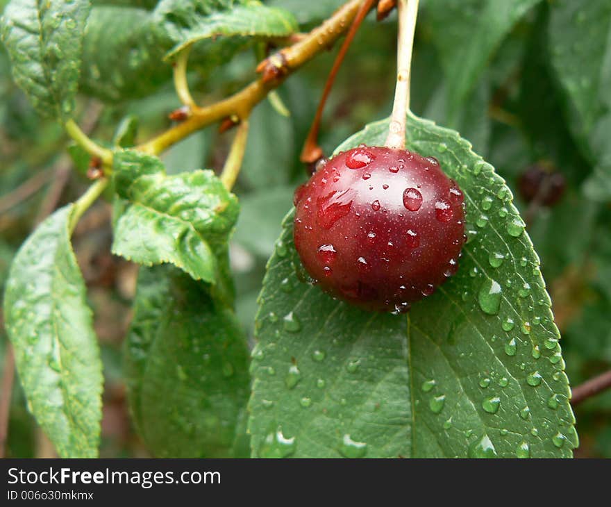 Sour red cherry in garden