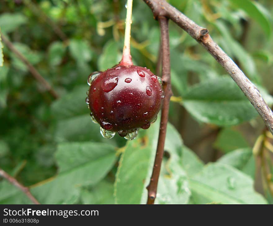 Sour red cherry