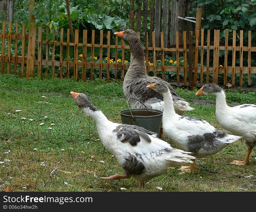 Gooses at a village