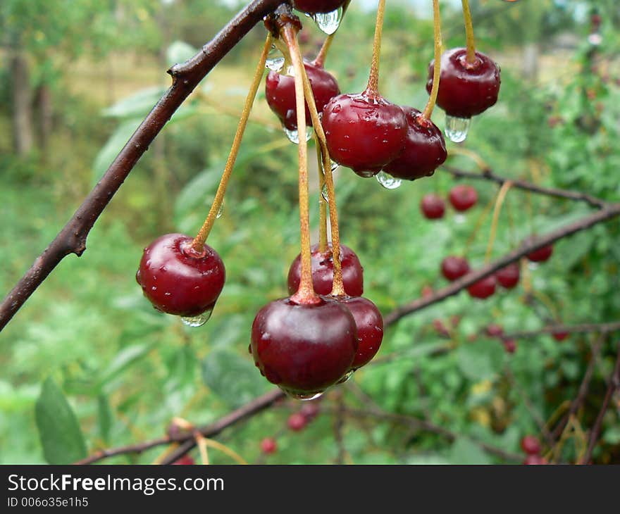 Red cherries in rain