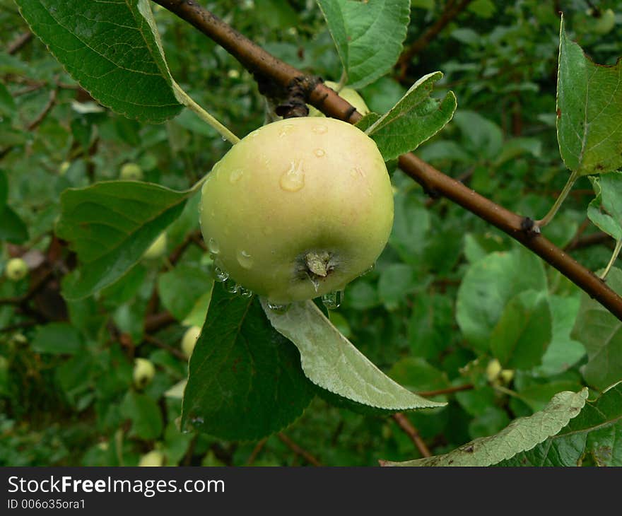 Green apple and apple tree