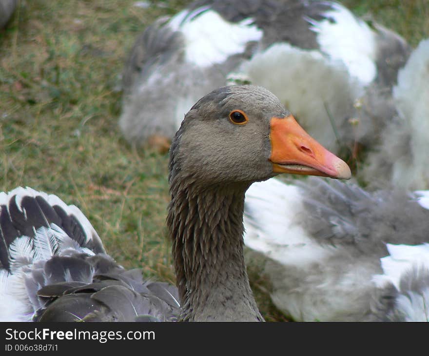 Goose at a village