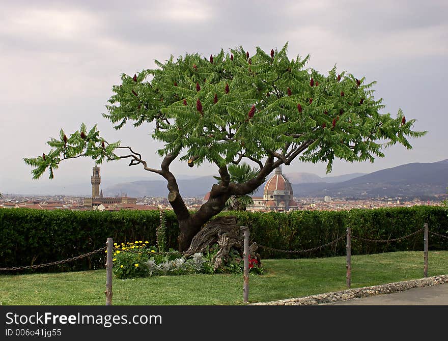 Tree above city.