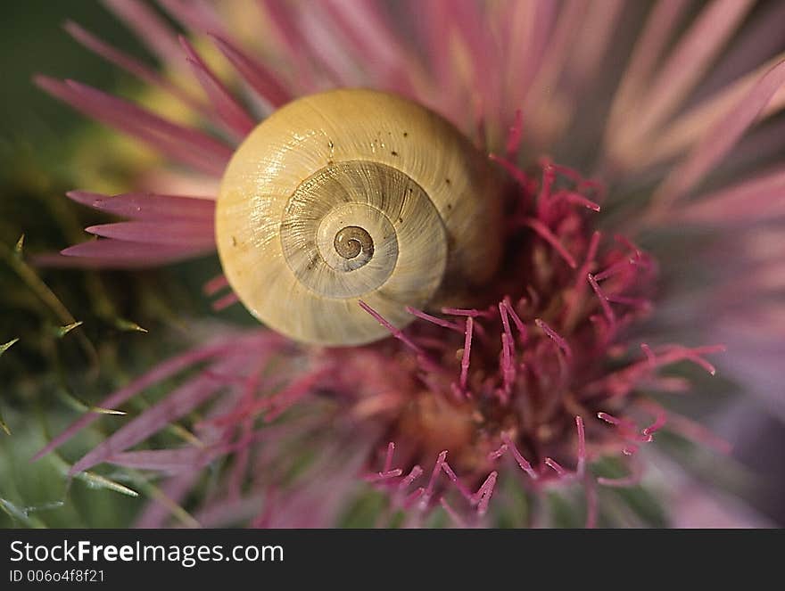 Snail on a flower. Snail on a flower