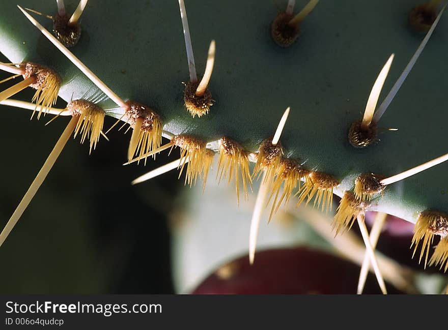 Close-up of a cactus leaf. Close-up of a cactus leaf