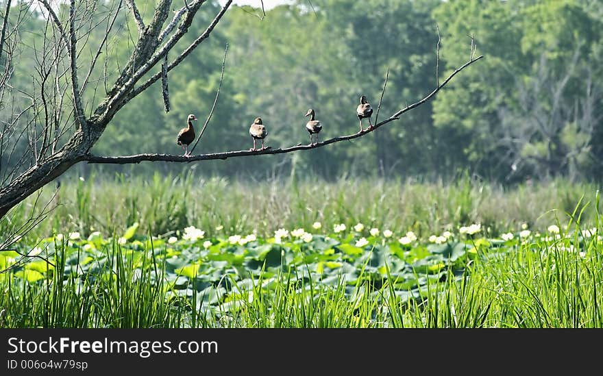 Four Duck Standing On Tree Branch