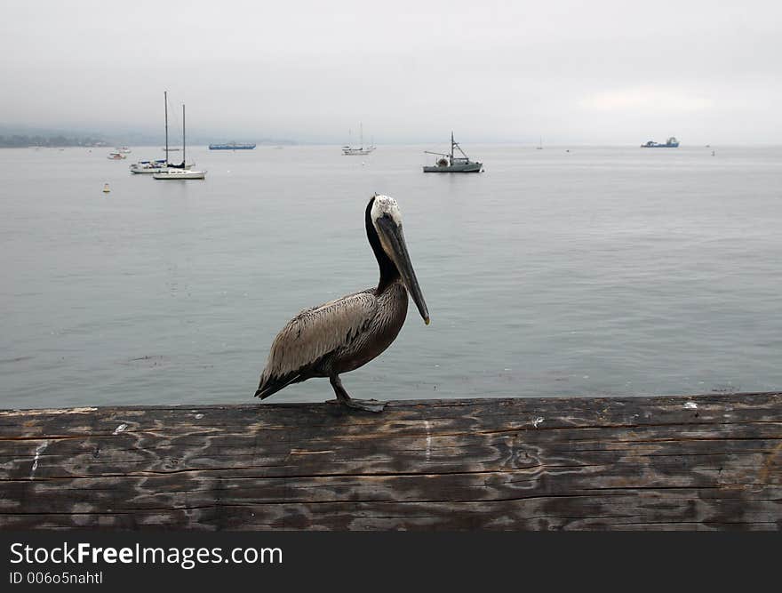 Pelican