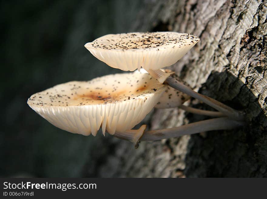 Fungus On A Tree