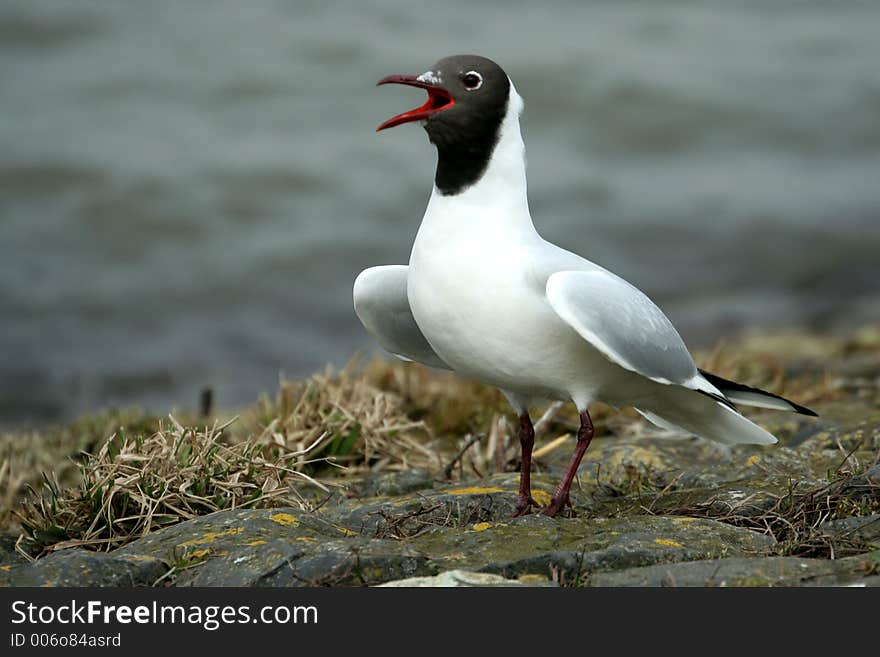 Seagull