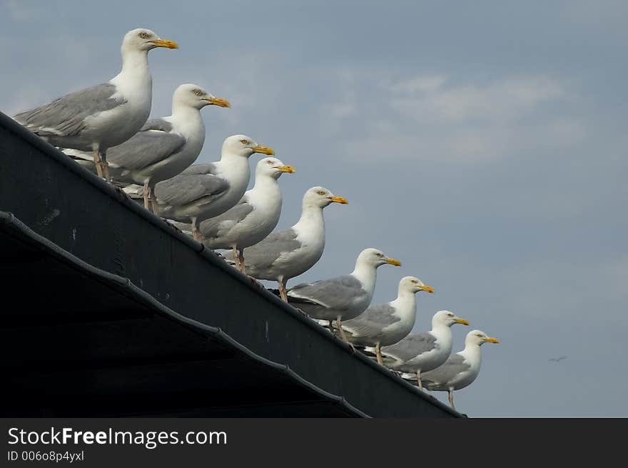 Gulls